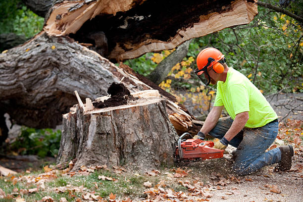  Clayton, NM Tree Service Pros